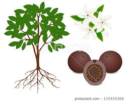 Step-by-Step Guide for Planting Patinoi BoRoJoa Seeds in Your Garden