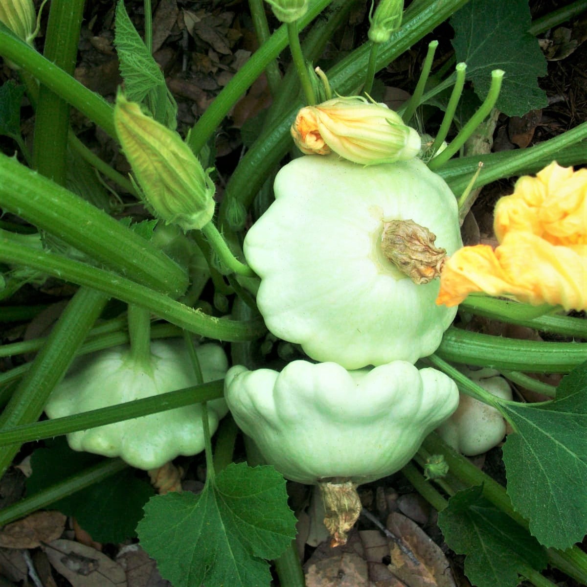 White patisson squash fruits on the vine