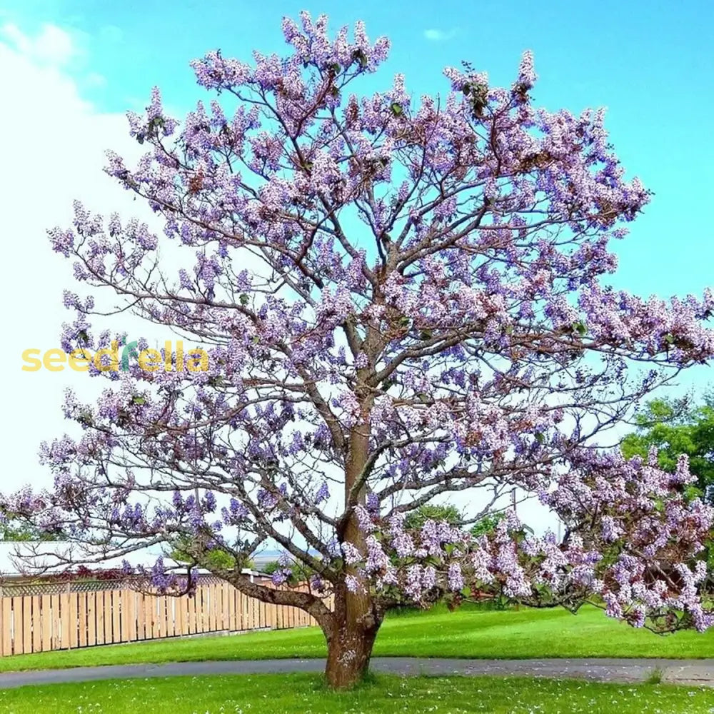 Paulownia Fortunei Seeds Empress Tree Royal Fast Growing Deciduous Fragrant Attract Pollinators