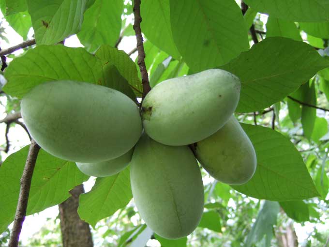 Ripe Paw Paw fruit with creamy flesh