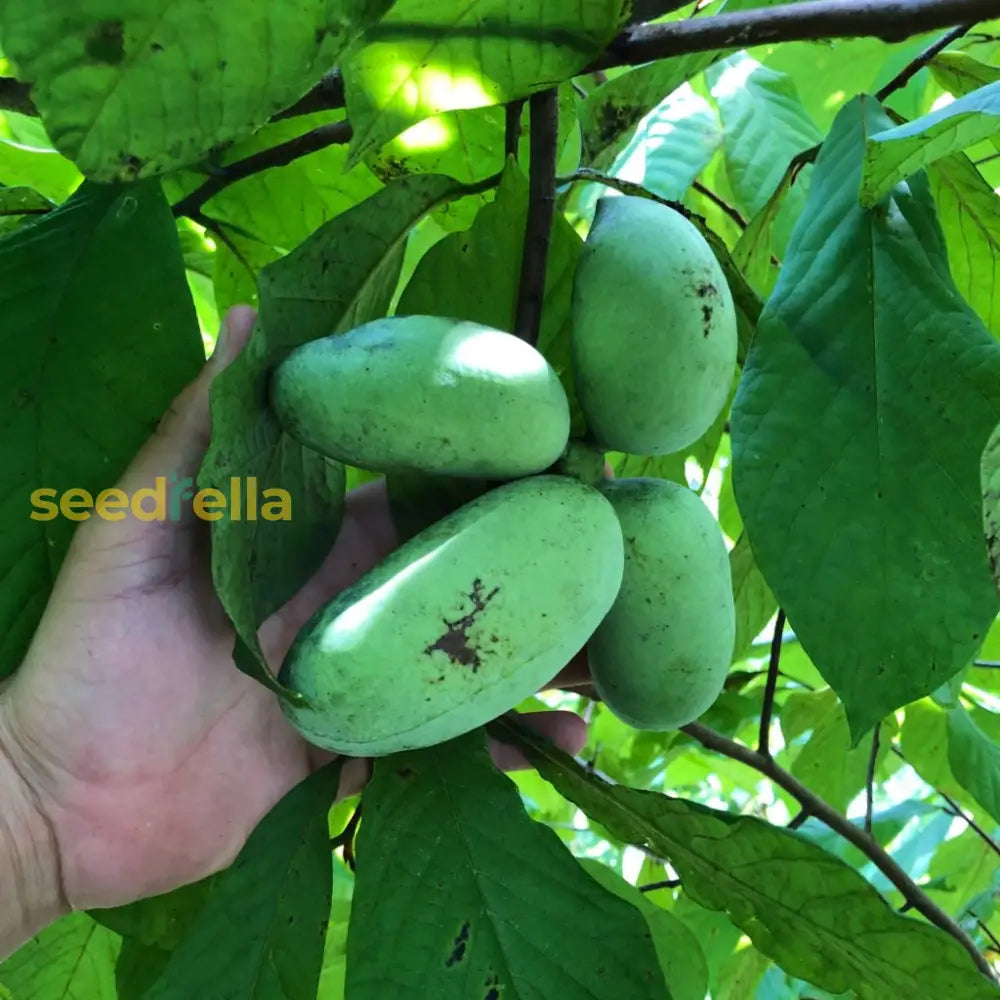 Pawpaw Fruit Seeds For Planting  Grow Exotic Tropical At Home