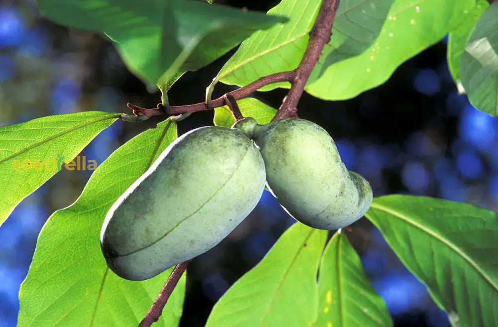 Pawpaw Fruit Seeds For Planting  Grow Exotic Tropical At Home