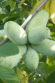 Pawpaw seeds producing tropical-flavored yellow-green fruits