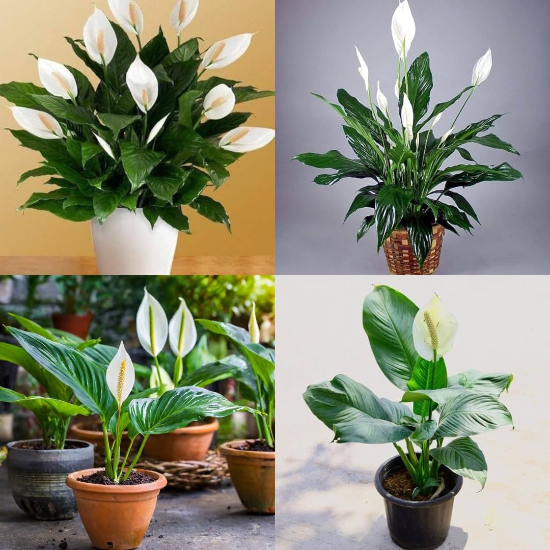 Peace Lily Seedlings Growing