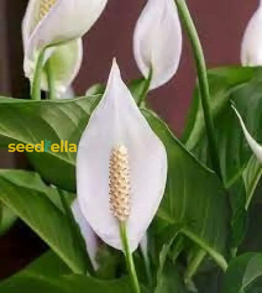 Peace Lily Seeds For Planting - Elegant Indoor Greenery Plant Seeds