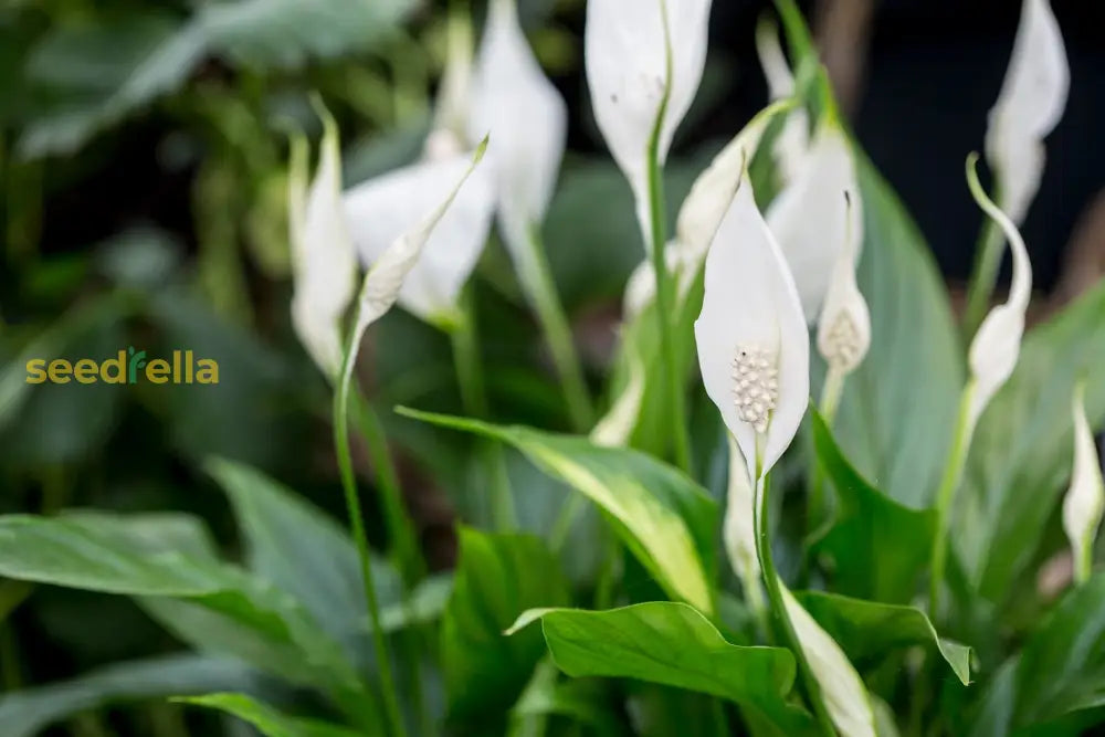 Peace Lily Seeds For Planting - Elegant Indoor Greenery Plant Seeds