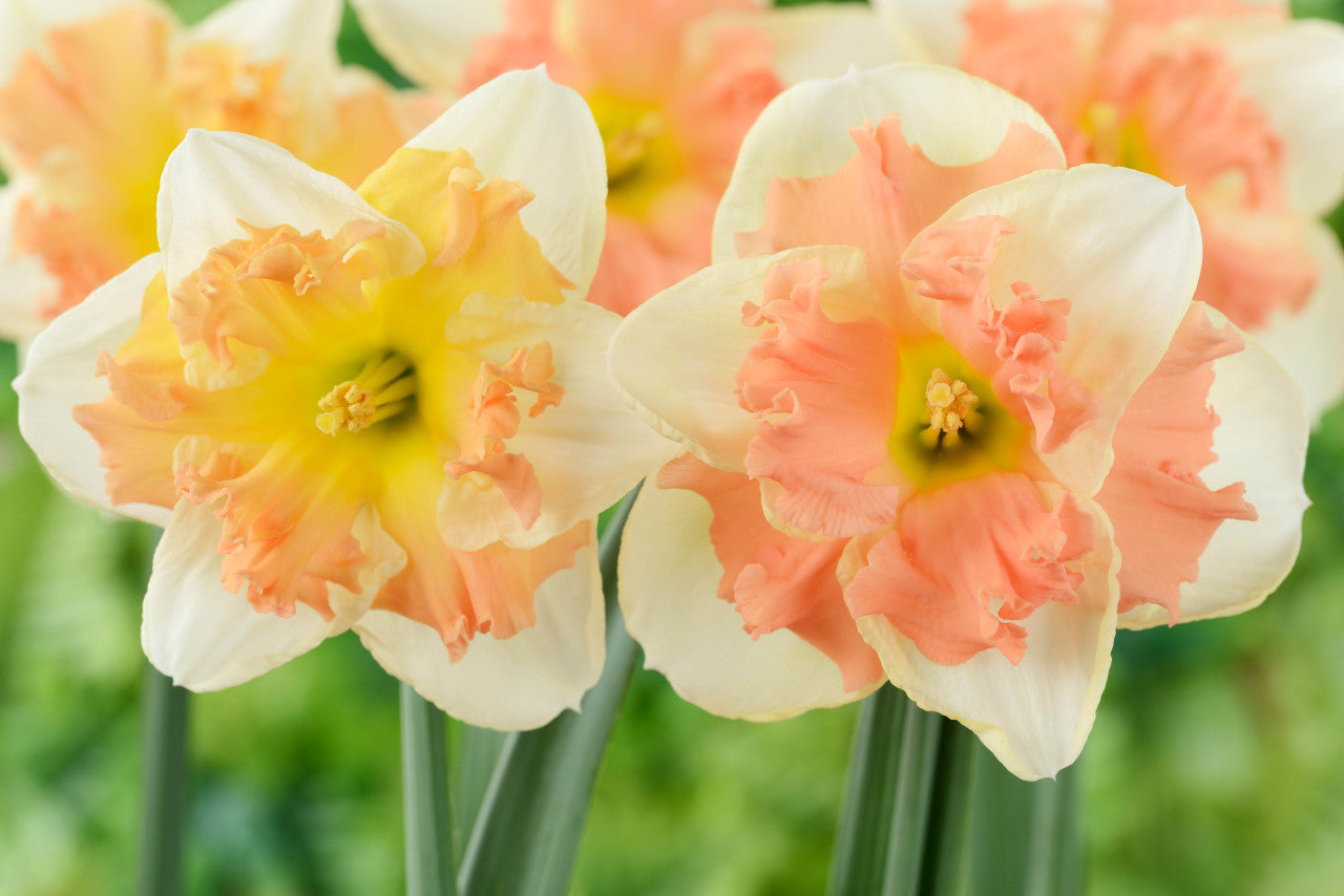 Peach Daffodil Seeds for Planting