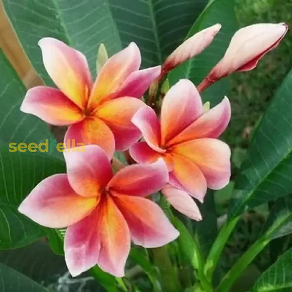 Peach Frangipani Flower Seeds For Planting