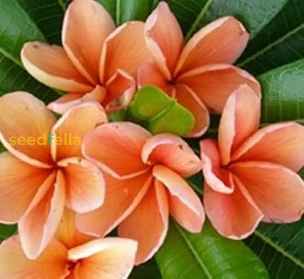 Peach Frangipani Flower Seeds For Planting