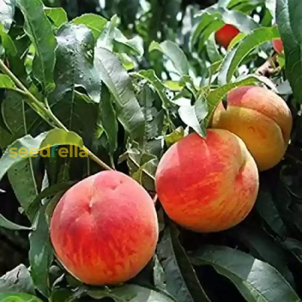 Peach Fruit Seeds Collection For Home Planting  Grow Juicy Peaches