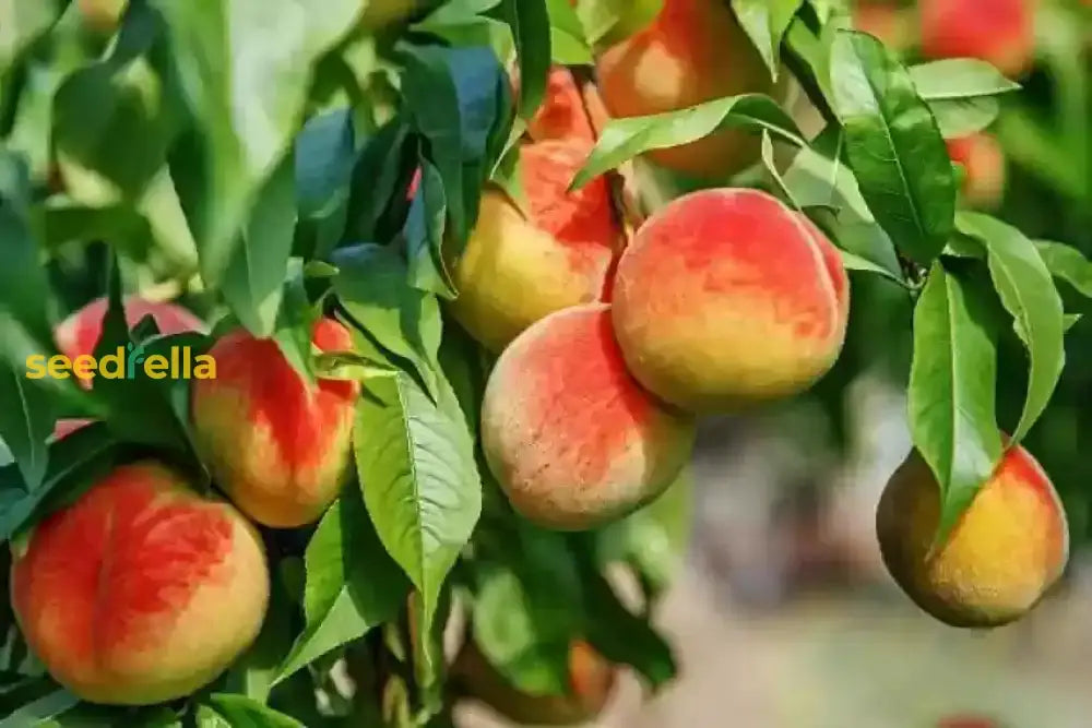 Peach Fruit Seeds Collection For Home Planting  Grow Juicy Peaches