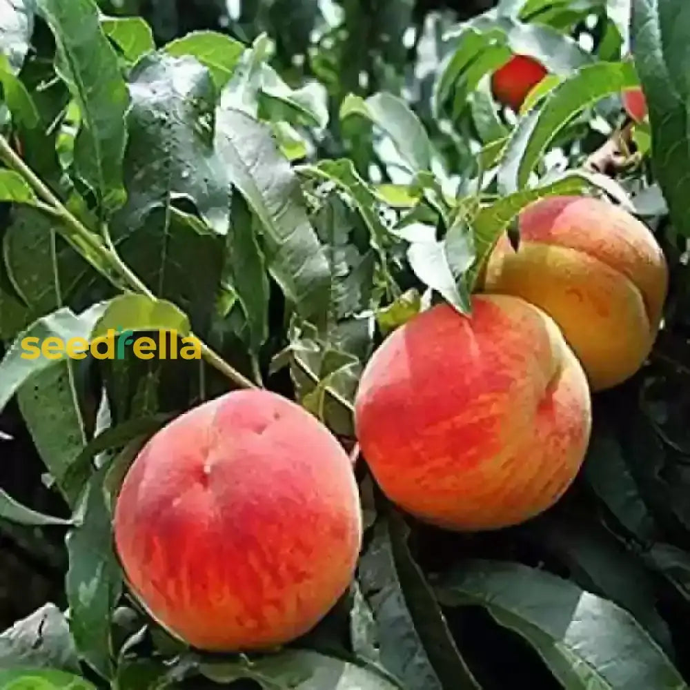 Peach Fruit Seeds Collection For Home Planting  Grow Juicy Peaches