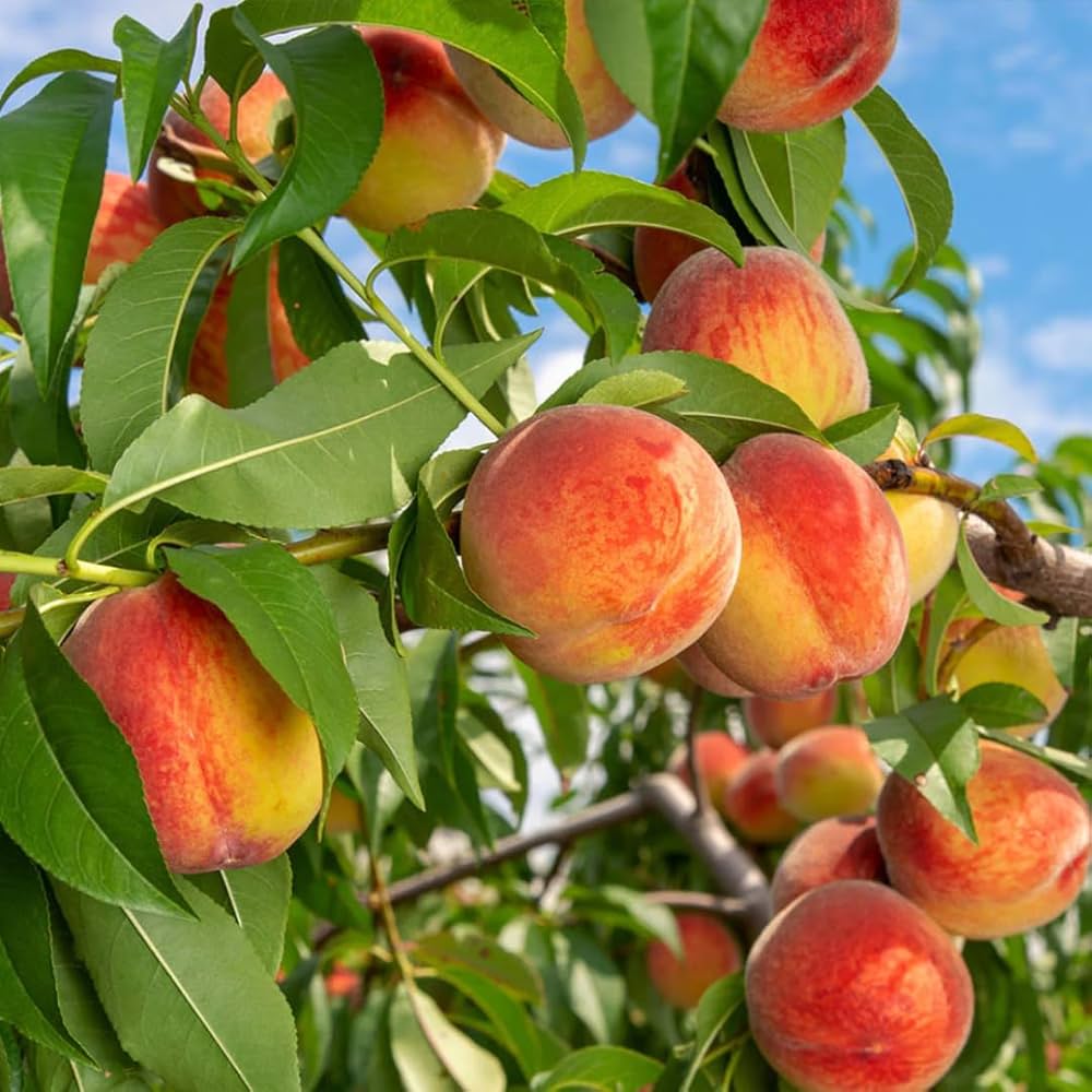 Peach tree with ripe fruit