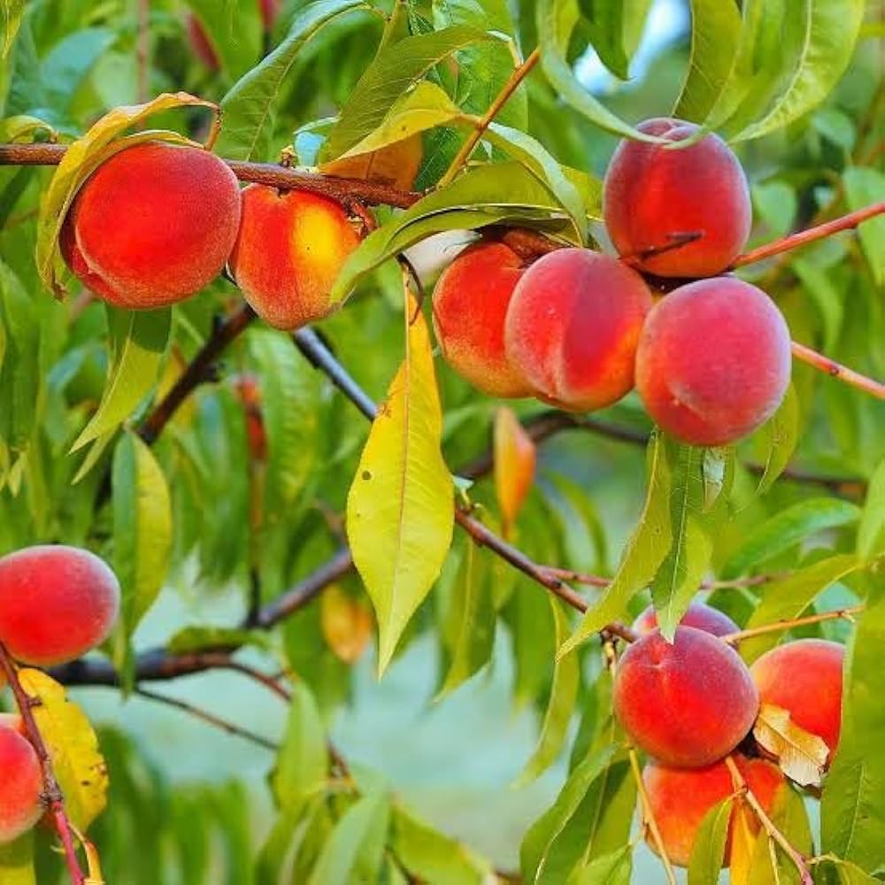 Peach tree seeds non-GMO Nemaguard variety for home gardens