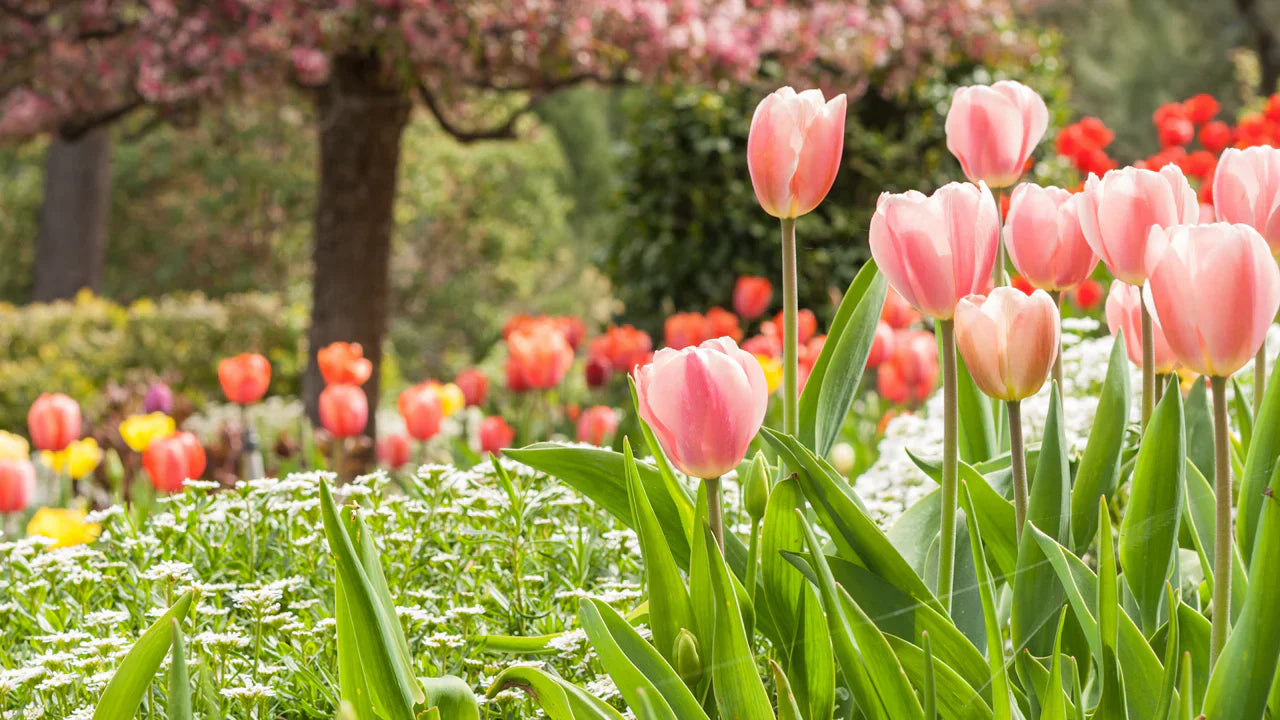 Peach Tulip Flower Seeds for Planting