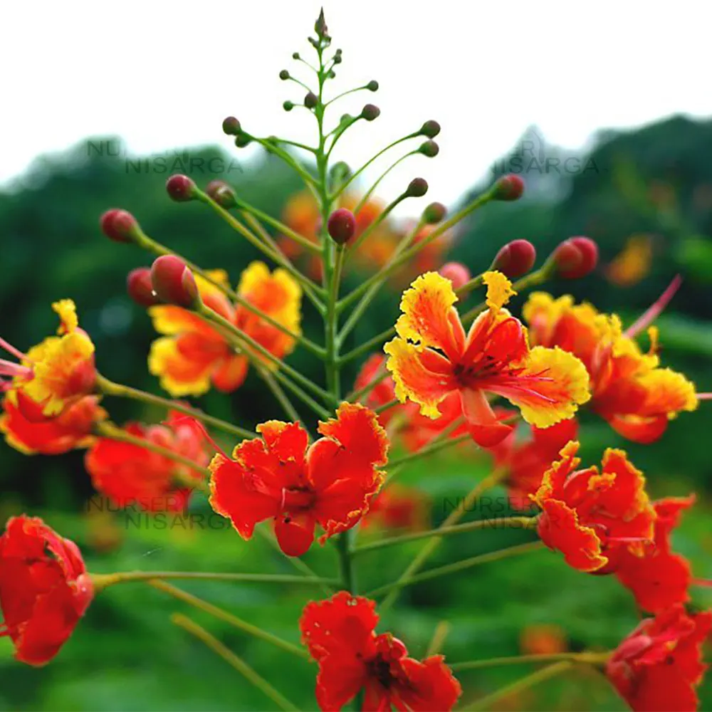 Caesalpinia (Caesalpinia Flower) seeds for planting in home garden