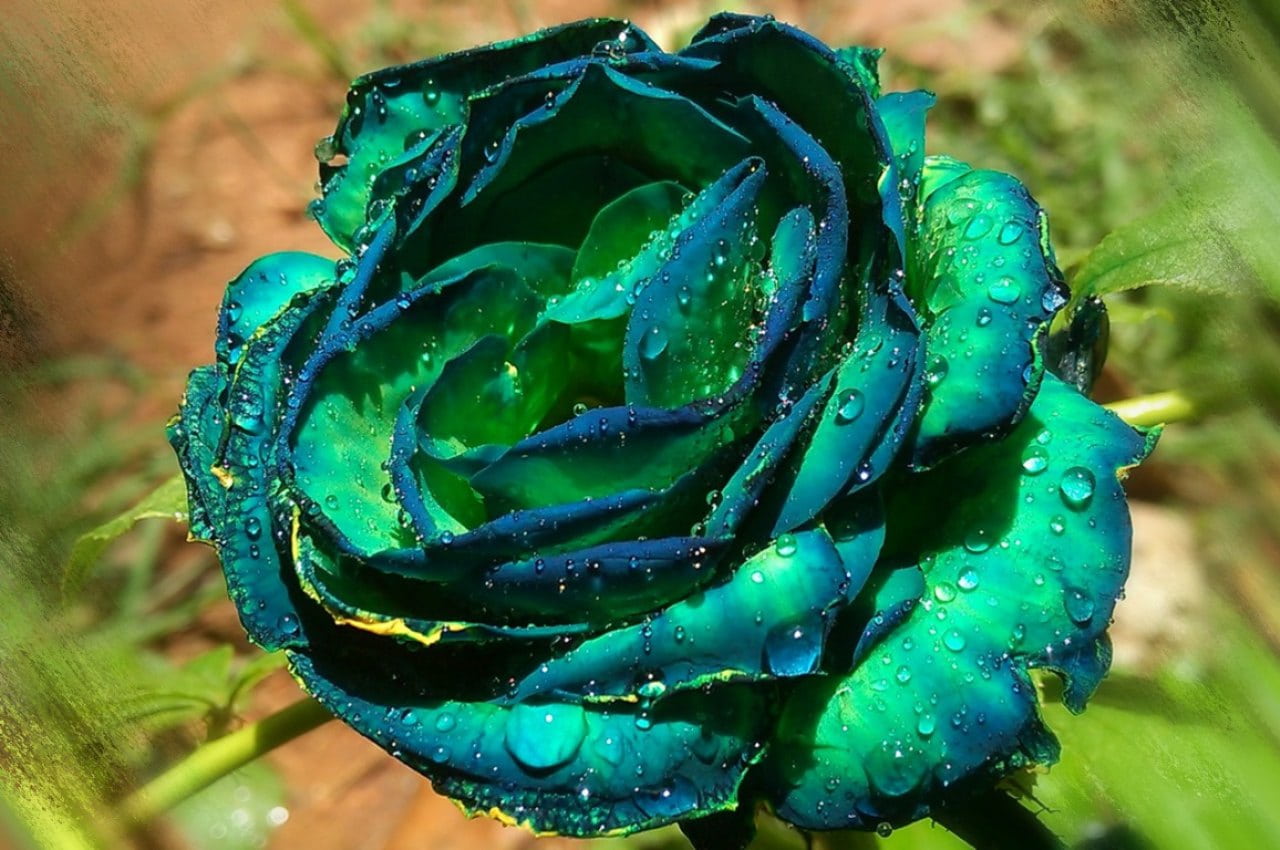 Blue Green Rose Flower Seeds For Planting