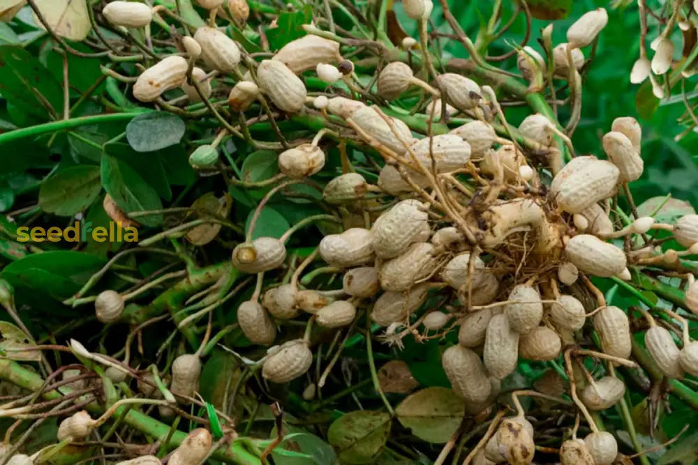 Peanut Variety For Planting  Seed Generous Harvests In Your Garden Vegetable Seeds