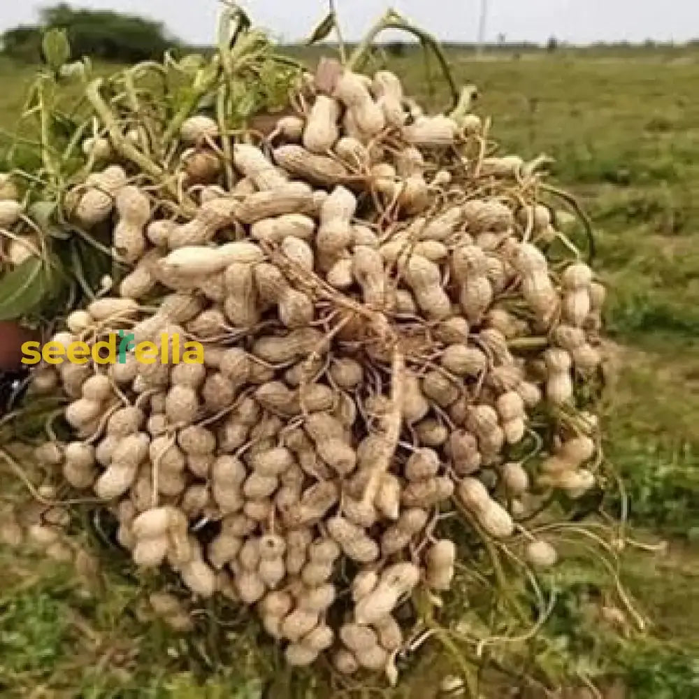 Peanut Variety For Planting  Seed Generous Harvests In Your Garden Vegetable Seeds