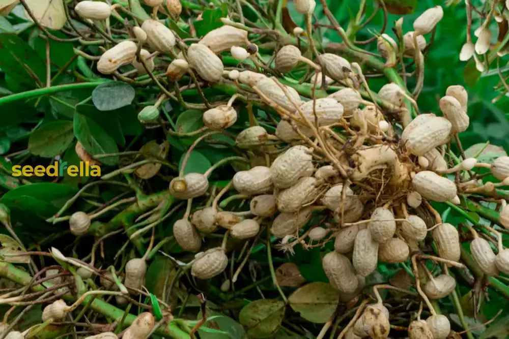 Peanut Variety For Planting  Seed Generous Harvests In Your Garden Vegetable Seeds