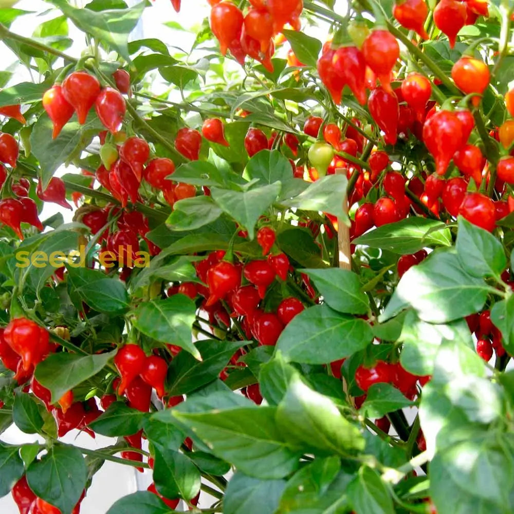 Pearl Pepper Seeds For Planting - Grow Your Own Vegetables Vegetable Seeds