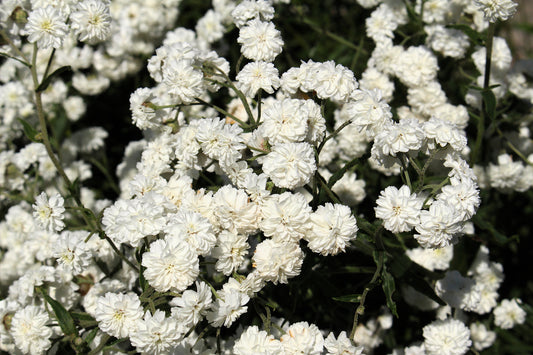Pearl Yarrow Seeds Achillea ptarmica White Double Flowers