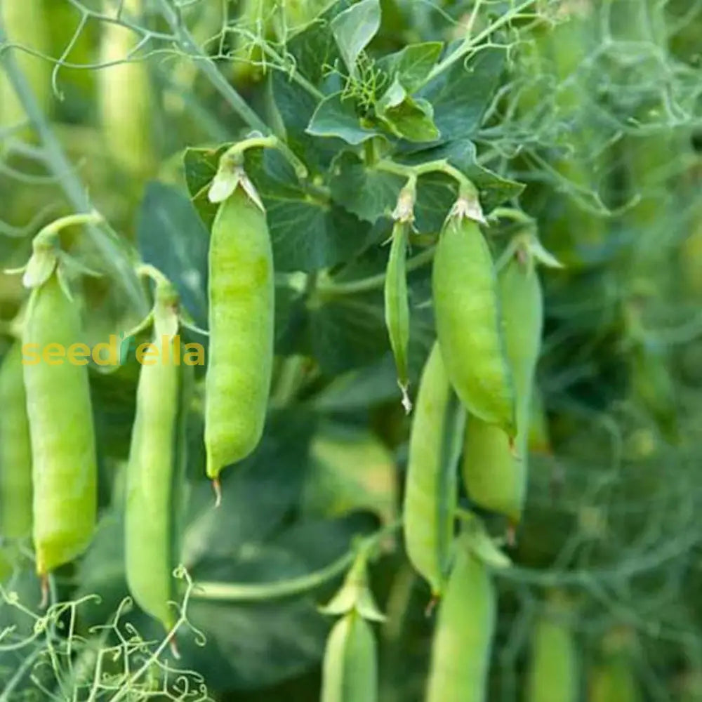 Peas seeds for planting in home gardens