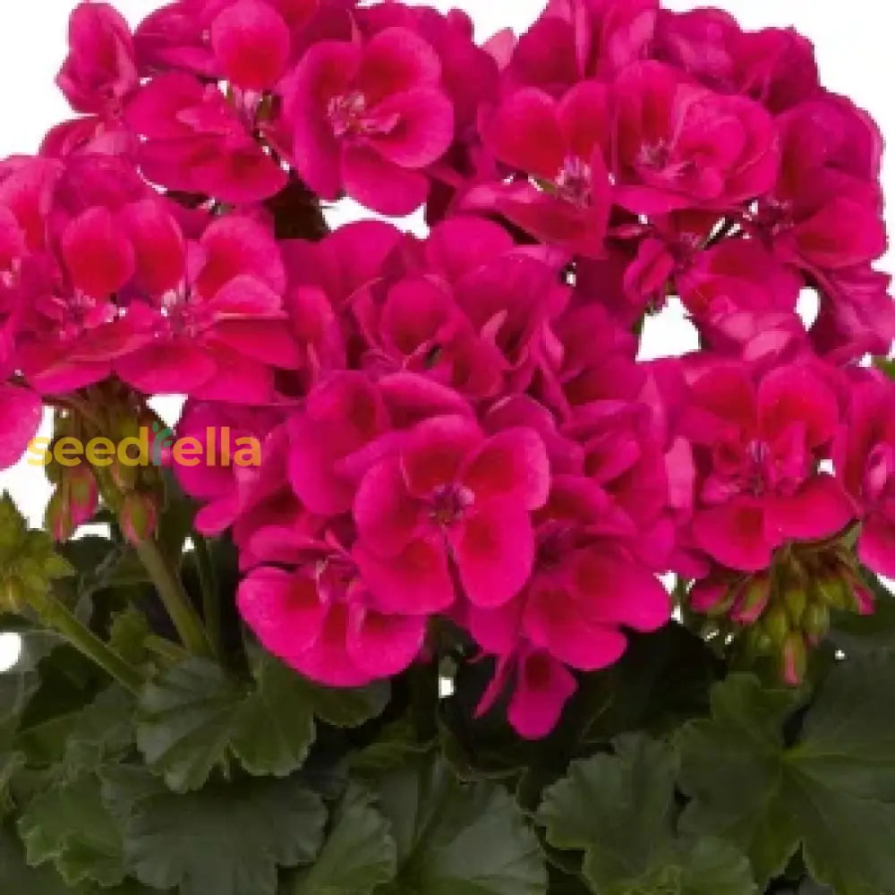 Pelargonium Dark Pink Flower Seeds  Easy-To-Grow Annual For Garden