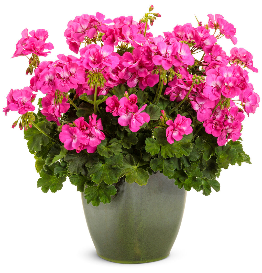 Pelargonium dark pink seeds for planting vibrant garden flowers