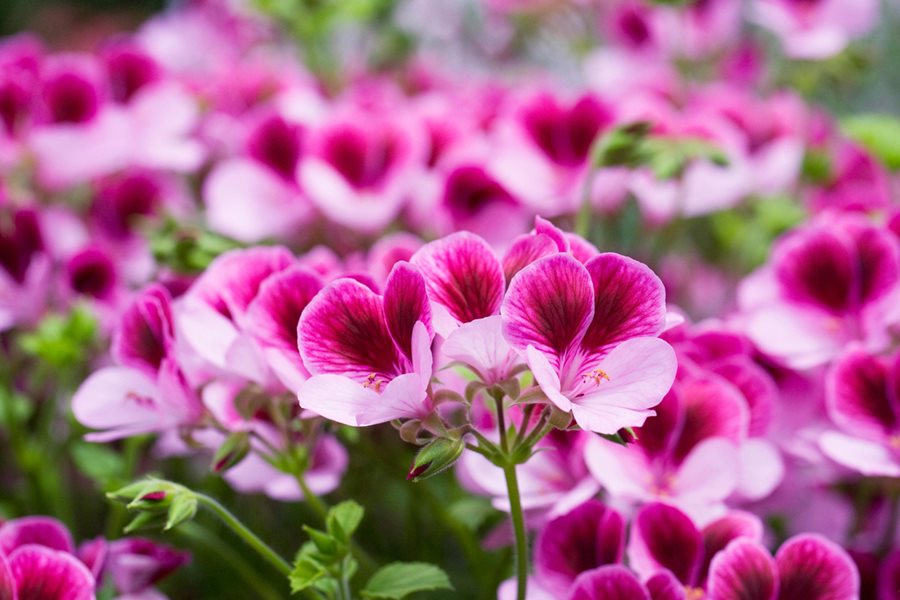 Queling (Queling Geranium) seeds for planting in home garden