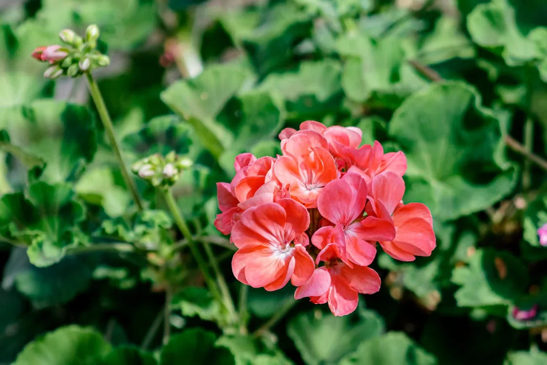 Pelargonium hortorum Orange Geranium Seeds for Easy Planting