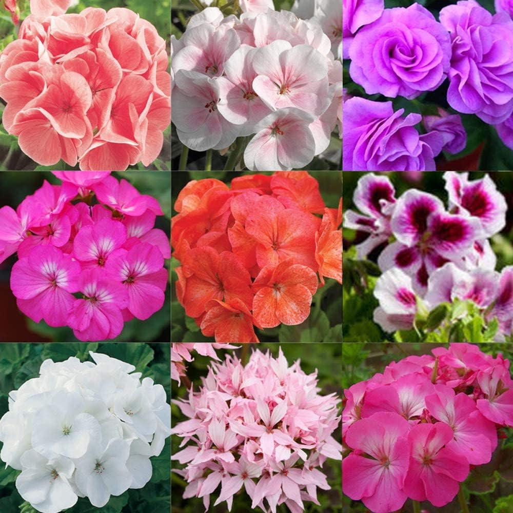 Pelargonium Mixed Geranium Flower Seeds for Planting