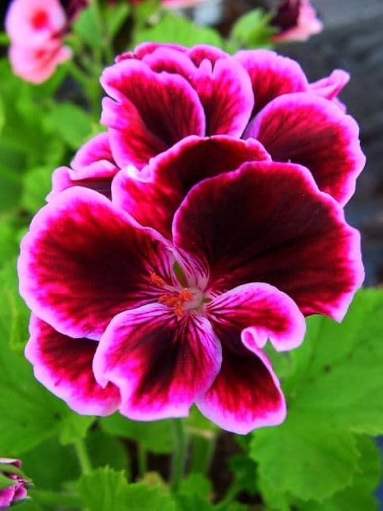 Non GMO Pelargonium seeds for easy garden planting