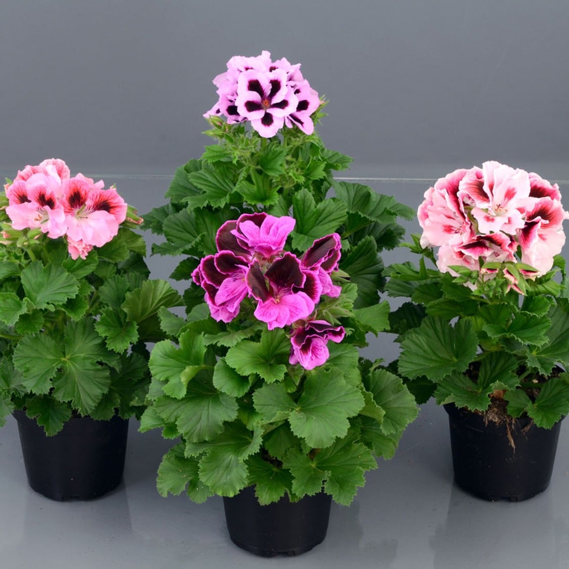 Pelargonium Perennial Flower Seeds for Easy Garden Planting