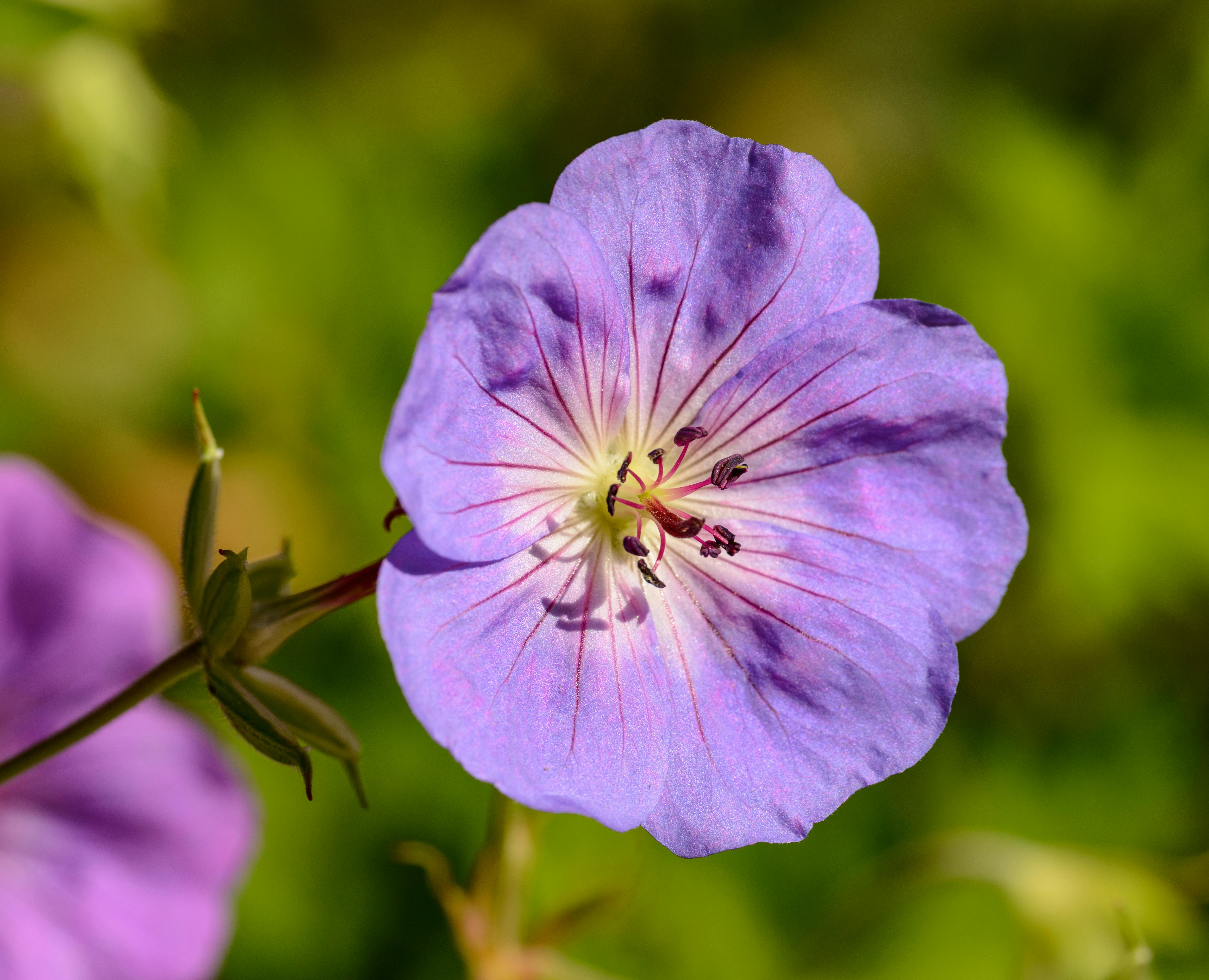 How to Grow Blue Pelargonium Flowers