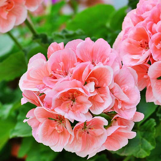 Close-up of Pelargonium Rose Geranium seeds
