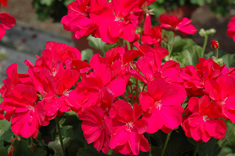 Pelargonium seeds for full sun flowering plants