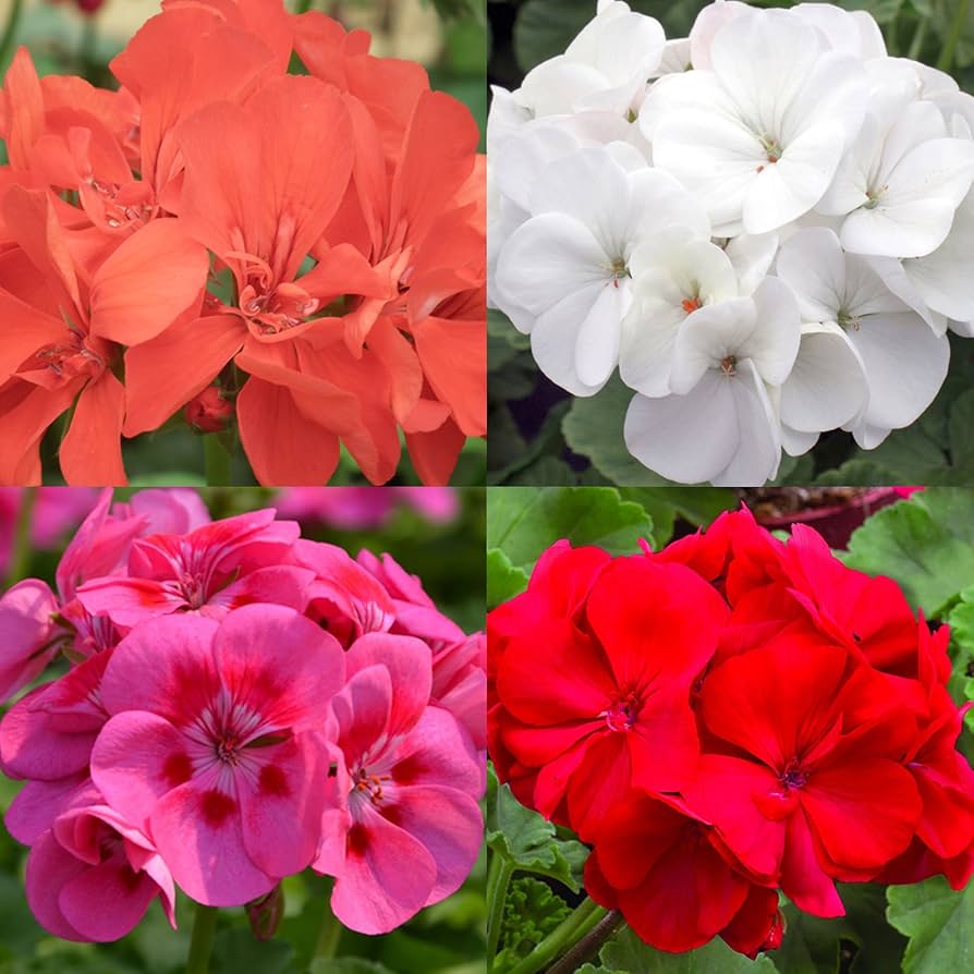 Pelargonium Seeds Planting and Growing Guide
