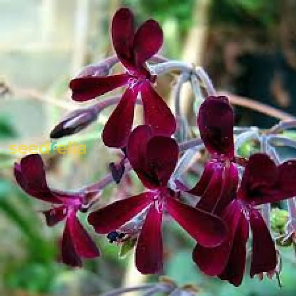 Pelargonium Sidoides Flower Planting Seeds  Ideal For Stunning Gardens