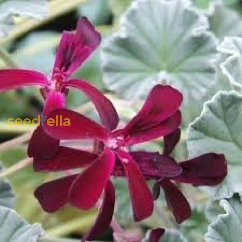 Pelargonium Sidoides Flower Planting Seeds  Ideal For Stunning Gardens