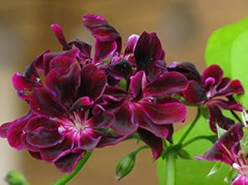 Pelargonium zonale dark pink and black flowers