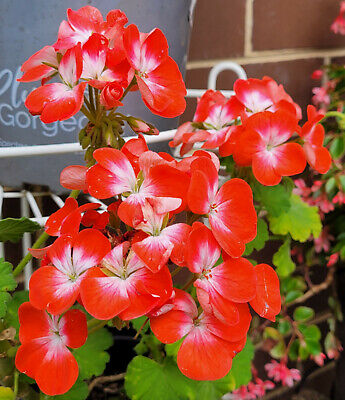 Pelargonium zonale maroon and white flowers