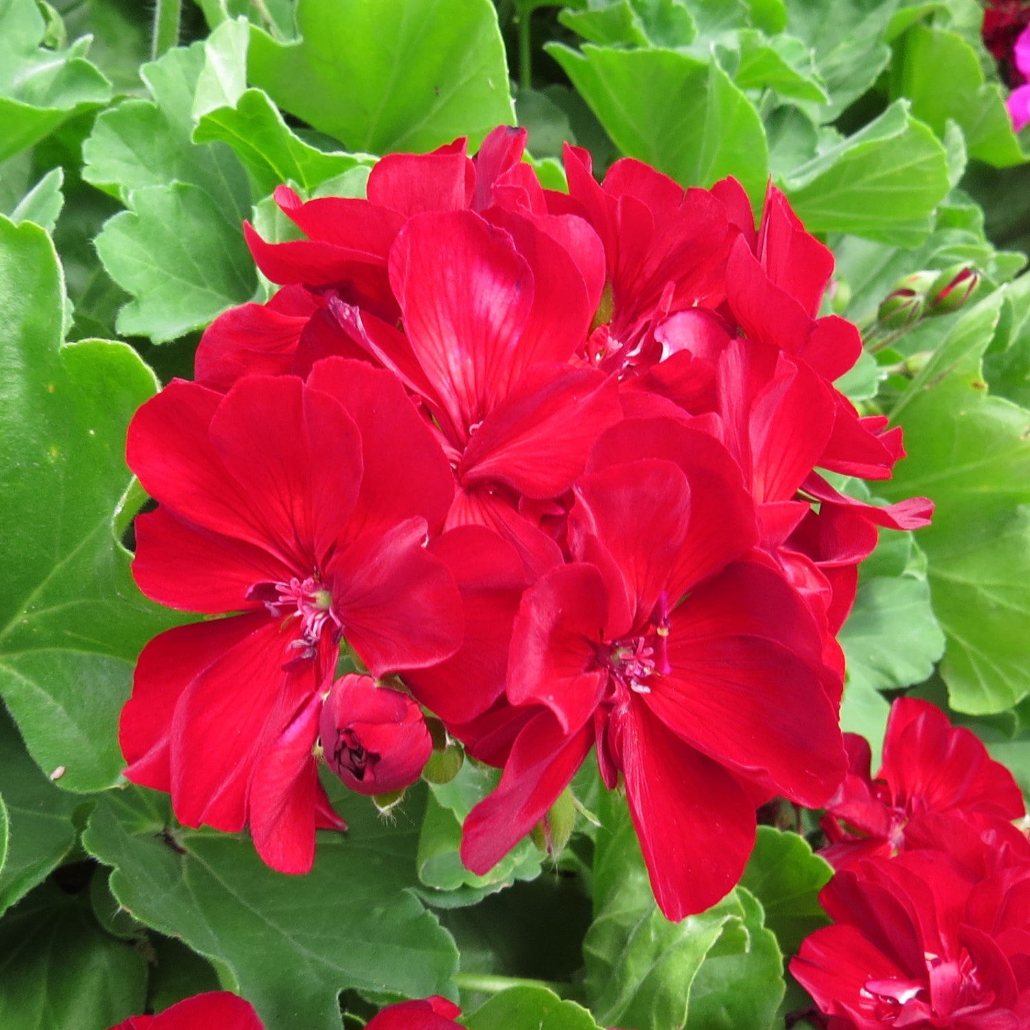 Burgundy Petals Geranium Flower Seeds Planting