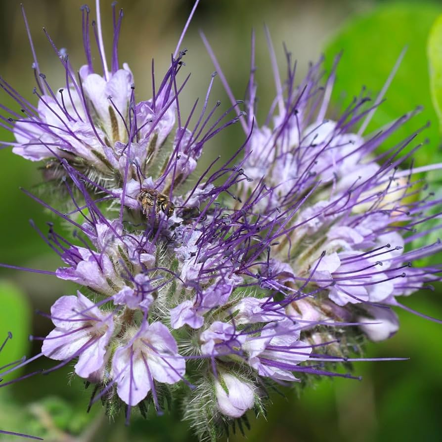 Violet Pennyroyal flowers in garden borders