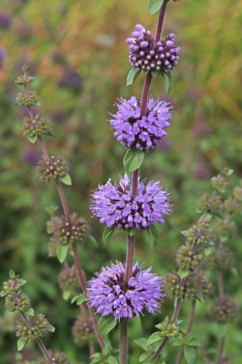 Purple-flowering Pennyroyal Mint spreading in container