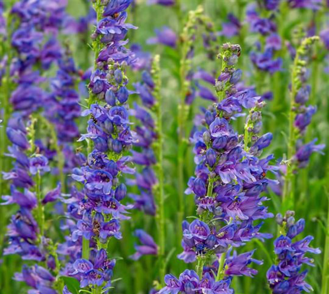 Penstemon Blue Flower Planting Seeds – Hardy Garden Perennial
