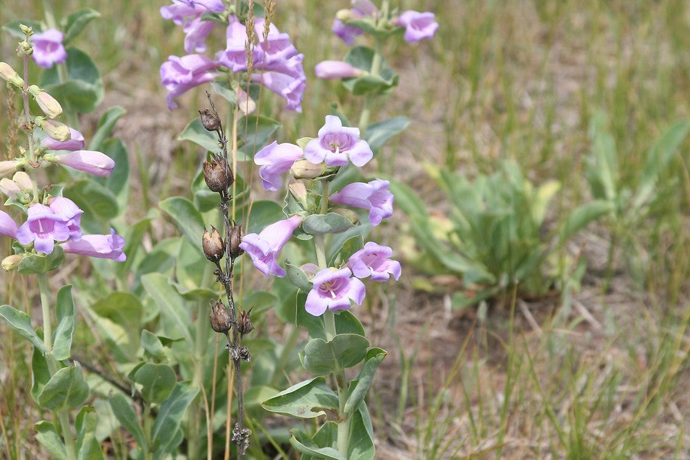 Penstemon (Penstemon Grandiflorus) seeds for planting in home garden