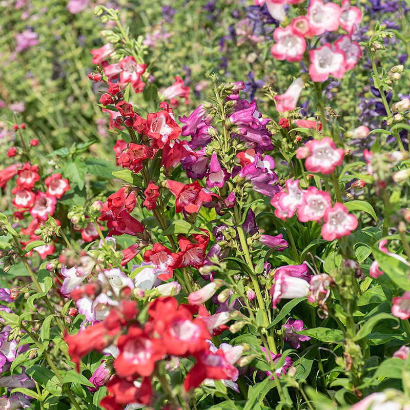 Mix Penstemon Barbatus Flower seeds for Planting - Premium Quality, Heirloom & GMO Free Seeds for Home Garden
 
 Sale for planting in home garden