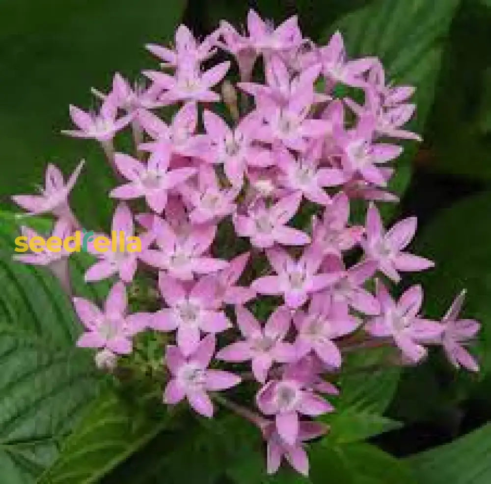 Pentas Lanceolata Seeds For Planting  Attract Butterflies With Stunning Blooms Flower