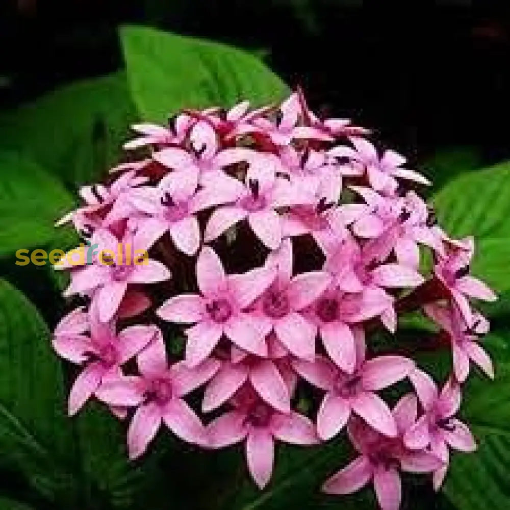 Pentas Lanceolata Seeds For Planting  Attract Butterflies With Stunning Blooms Flower